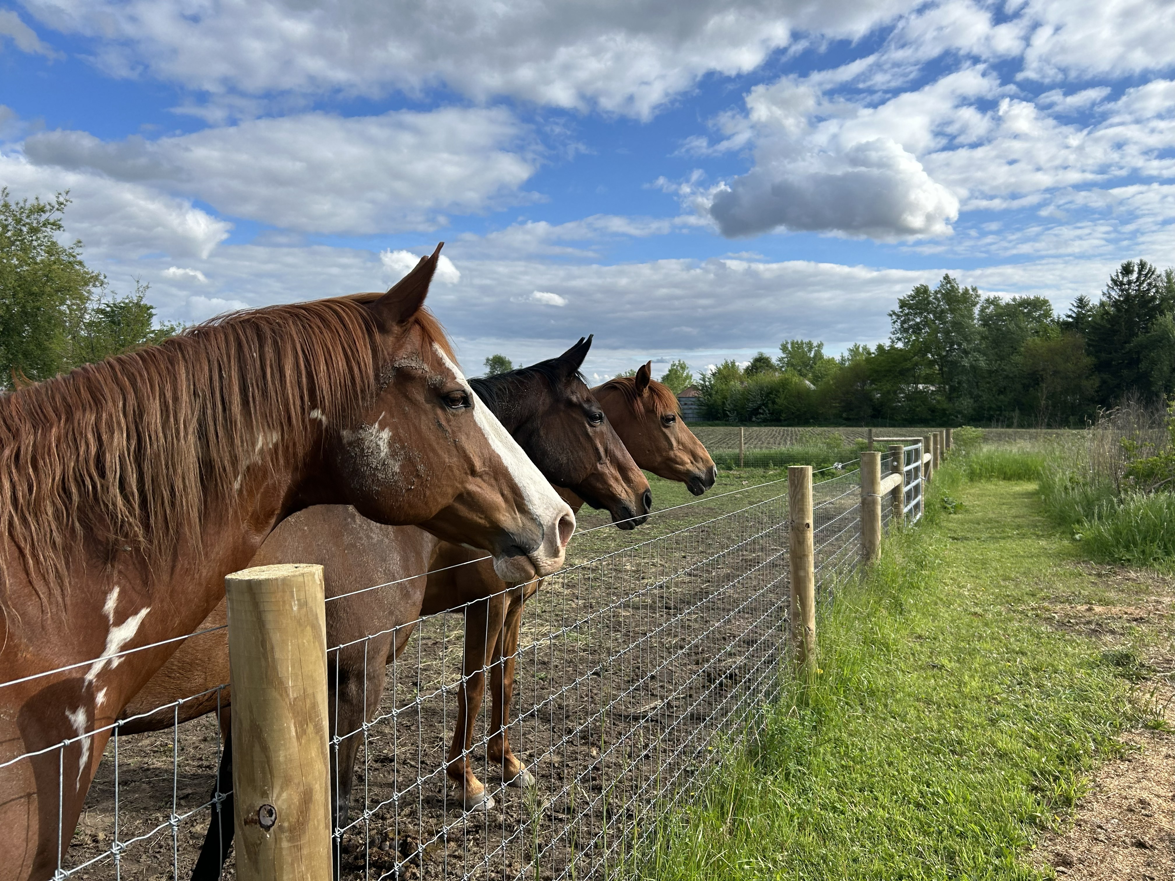 Horses at home in Elburn, Illinois